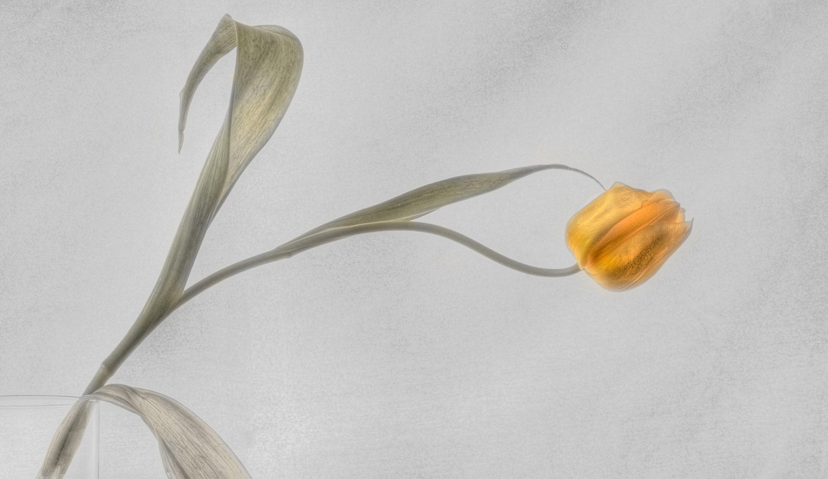 Tulpe-Farbe-coloriert.jpg